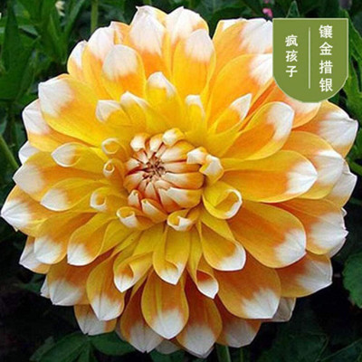 LPR DAHLIA Seed(100 per packet)