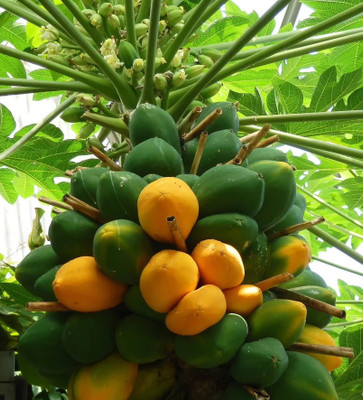 BHUSAN Sweet papaya seeds for planting Seed(1000 per packet)