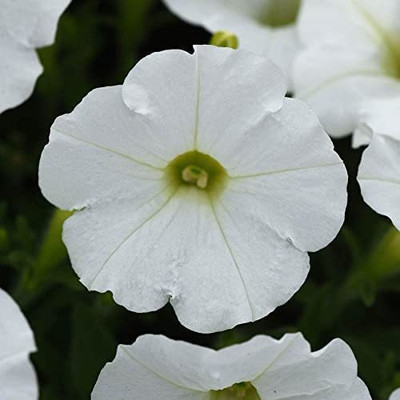 CYBEXIS NDIR-34 - Shock Wave White Spreading Petunia - (540 Seeds) Seed(540 per packet)