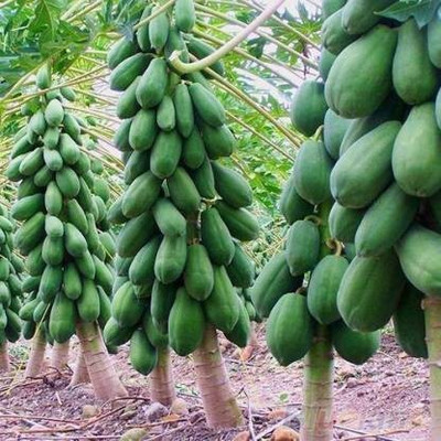 THAMMAR gayllord pusa nanha /dwarf papaya hybrid seeds Seed(10 per packet)
