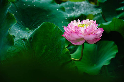 ZENISO lotus,kamal gatta Seed(11 per packet)