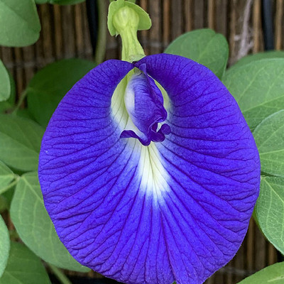 SeeGreen Aparajita Double Mixed Seeds All Color, Butterfly Pea Seeds, Clitoria Ternatea Seed(15 per packet)