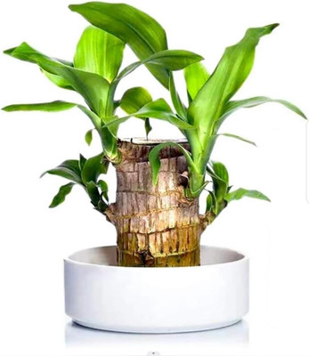 SPERO Imported Brazilian Lucky Bamboo Wood Hydroponic Live Stick Plant for home Seed(1 per packet)