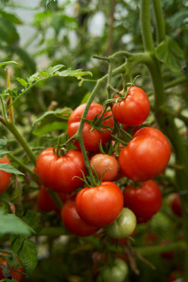 Somadev tomato Seed(75 per packet)