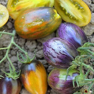 Qualtivate HUA-8A Atomic Grape Tomato Seed(300 per packet)