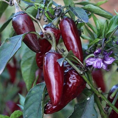 DIVINE CHILLI , PEPPER Seed(100 per packet)
