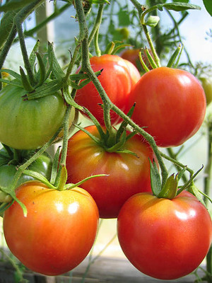 AGRAWBIC tomato seed Seed(100 per packet)