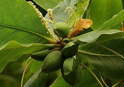 VibeX PUAS-77 - Almond/Badam Tree - (270 Seeds) Seed(270 per packet)