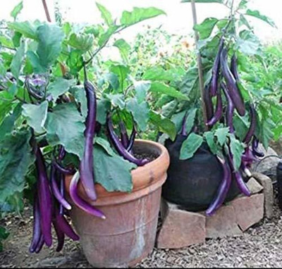 greenglory Vegetable Seeds - Chinese Brinjal Long F1 Hybrid Seed(50 per packet)