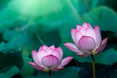 VINSIN lotus,kamal gatta Seed(10 per packet)