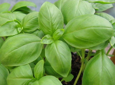 Qualtivate XL-22 Genovese Basil Seeds Seed(1000 per packet)