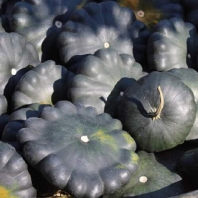 KNESSiN Sow and Grow Black Patty Pan Squash Seeds For Growing - (200 Seeds) Seed(200 per packet)