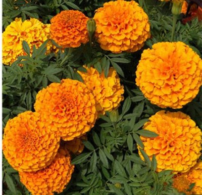 VERTISE African गेंदे का फूल / Organic Garden Marigold Orange Seed(500 per packet)