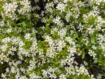 MAA gypsophila flower Seed(200 per packet)