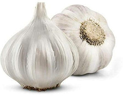 KANAYA Garlic Hybrid Vegetable Seeds Seed(20 per packet)