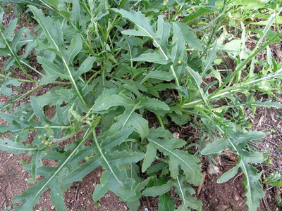 KNESSiN XII-48 Wild Rocket Seed(200 per packet)