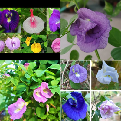 ibains Butterfly pea flower seeds combo bij 23 Seed(23 per packet)