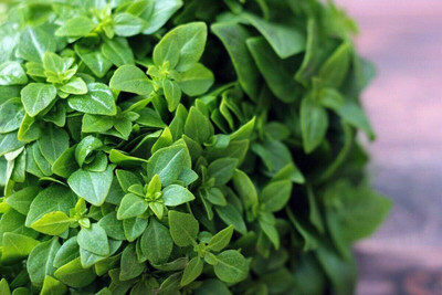 WILLVINE Bush Basil Seeds-[2000 Seeds] Seed(2000 per packet)