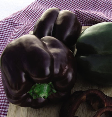 KNESSiN F1 Hybrid Black Ingrid Capsicum Seeds For Kitchen Gardening-(50 Seeds) Seed(50 per packet)