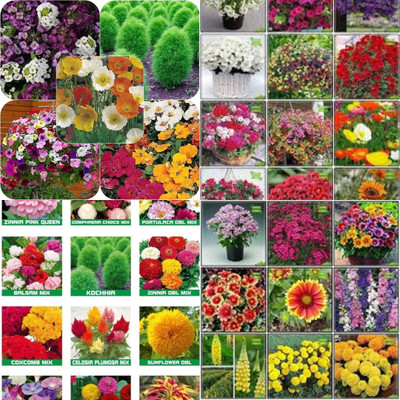 ibains All types of flowers seeds biij 215 Seed(215 per packet)