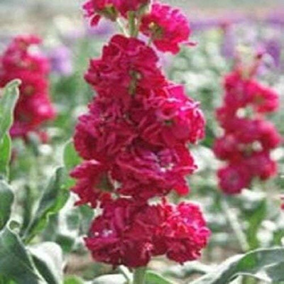 LPR STOCK Seed(20 per packet)