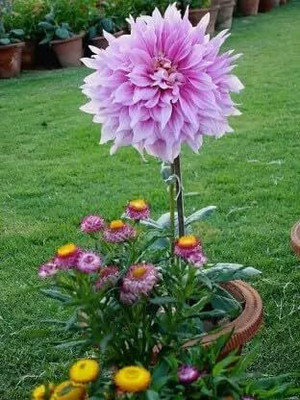 Aywal HYBRID SEEDS Dahlia Mixed Seed(6 g)