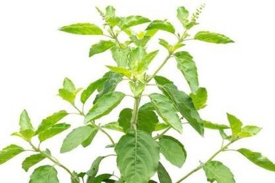 UNIQTRADERS Tulsi Seed(10 per packet)