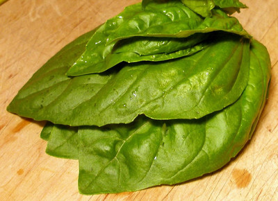 WILLVINE AFRICAN TREE BASIL SEED Shuge FRAGRANT-[2000 Seeds] Seed(2000 per packet)
