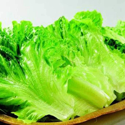 CYBEXIS Lettuce Seed(1000 per packet)
