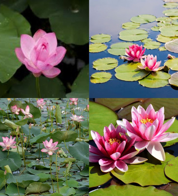 ibains Lotus plant seed beez 5 Seed(5 per packet)