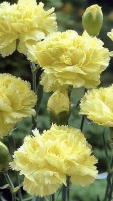 Lorvox Carnation Flower Mixed Colour F1 Hybrid Seed(20 per packet)
