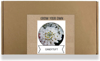 CYBEXIS Candytuft Flower Seeds100 Seeds Seed(100 per packet)