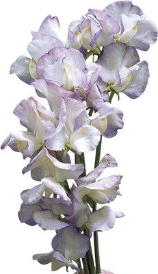 WILLVINE LX-350 High Scent Sweet Pea Seeds Seed(50 per packet)