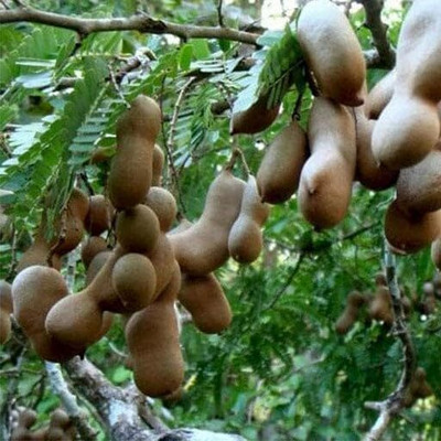 Aywal IMLI Seed(3 g)