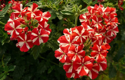 Aywal Verbena- Florist Mixed Seed(70 per packet)