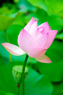 Ilyas lotus,kamal gatta Seed(14 per packet)