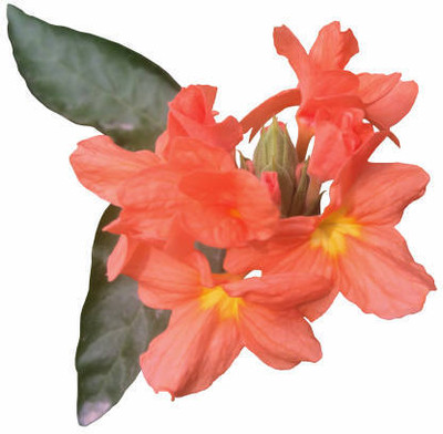 surmul kanakambaram-firecracker-crossandra Seed(32 per packet)