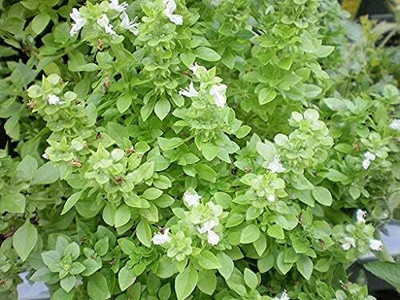 Qualtivate XLR-1 Boxwood Basil Plant Seeds Seed(1000 per packet)