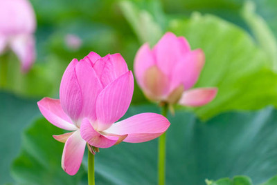 Raunak lotus,kamal gatta Seed(11 per packet)