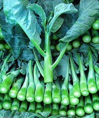 WILLVINE GBPUT-335 Chinese Broccoli Seeds,Kai Lan,Gai Lan Seed(200 per packet)