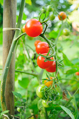 AFARTIOBINA 51 PCS TOMATO SEEDS-A02 Seed(51 per packet)