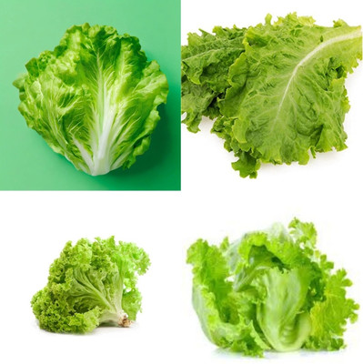 ibains Lettuce seeds mixed beej 18 Seed(18 per packet)