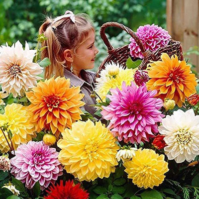 CYBEXIS TLX-24 - Mixed Rare Dahlia - Non-GMO - (180 Seeds) Seed(180 per packet)