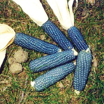 WILLVINE SYN -II Dwarf Blue Popcorn-[100g] Seed(400 per packet)