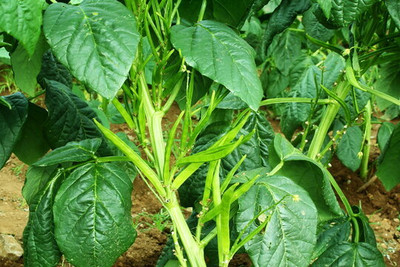XOLDAA CLUSTER BEANS SEEDS Seed(10 per packet)