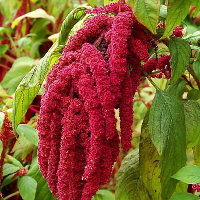 Lorvox Amaranthus Mixed Color Flower Seeds For All Season Seed(15 per packet)