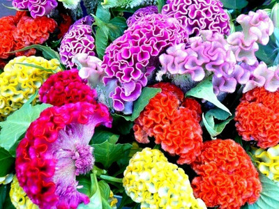 UGRA GIANT COCKSCOMB MIX Seed(5 per packet)