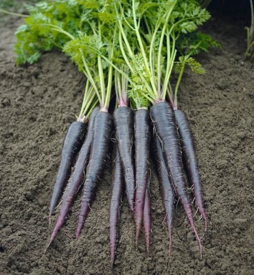 DIVINE CARROT Seed(45 per packet)