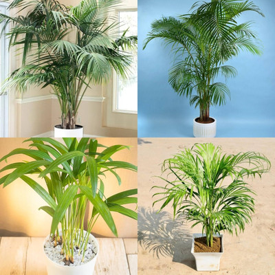 ibains Areca palm plant seed biij 11 Seed(11 per packet)