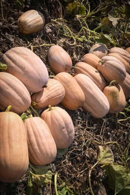Qualtivate ICRA6-A Pumpkins Butternut Winter Squash Seed(50 per packet)